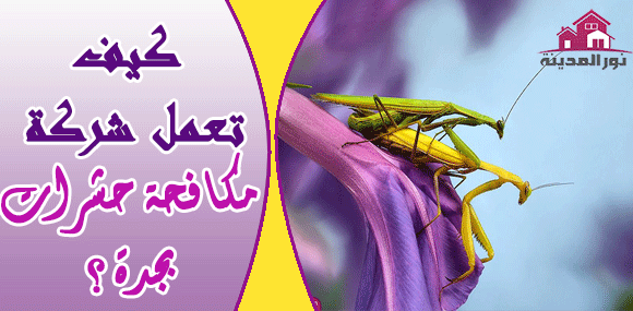 كيف تعمل شركة مكافحة حشرات بجدة ؟